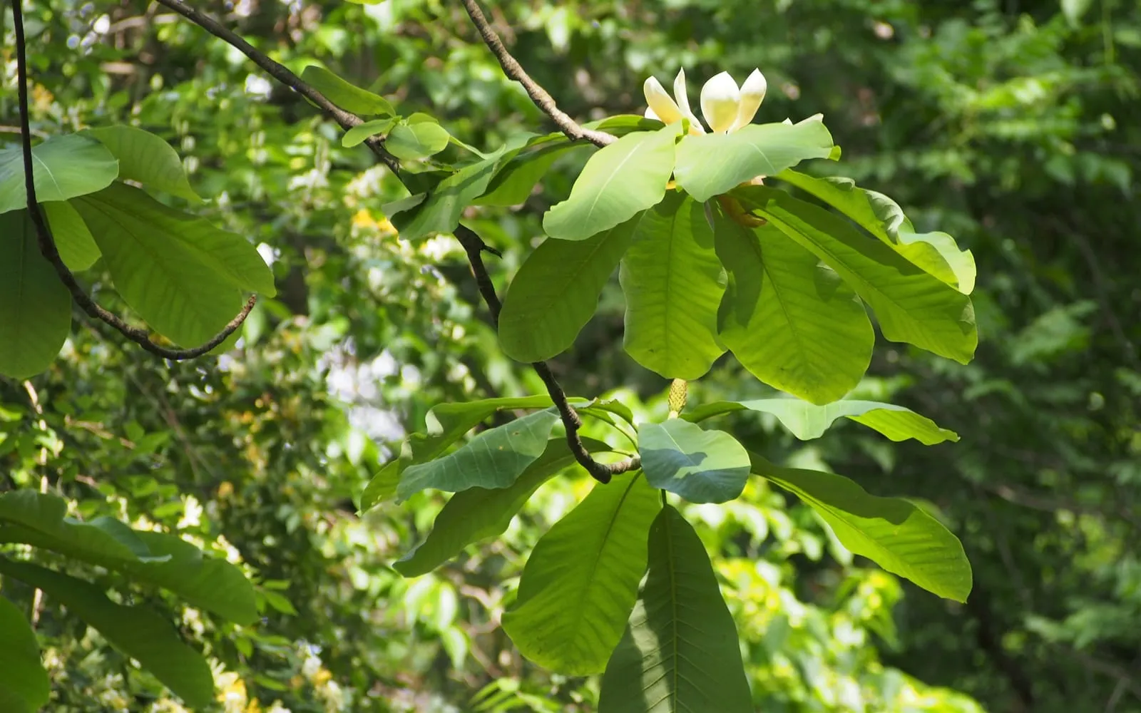 A houpo magnolia branch carrying very large leaves in whorled clusters, with one cream flower