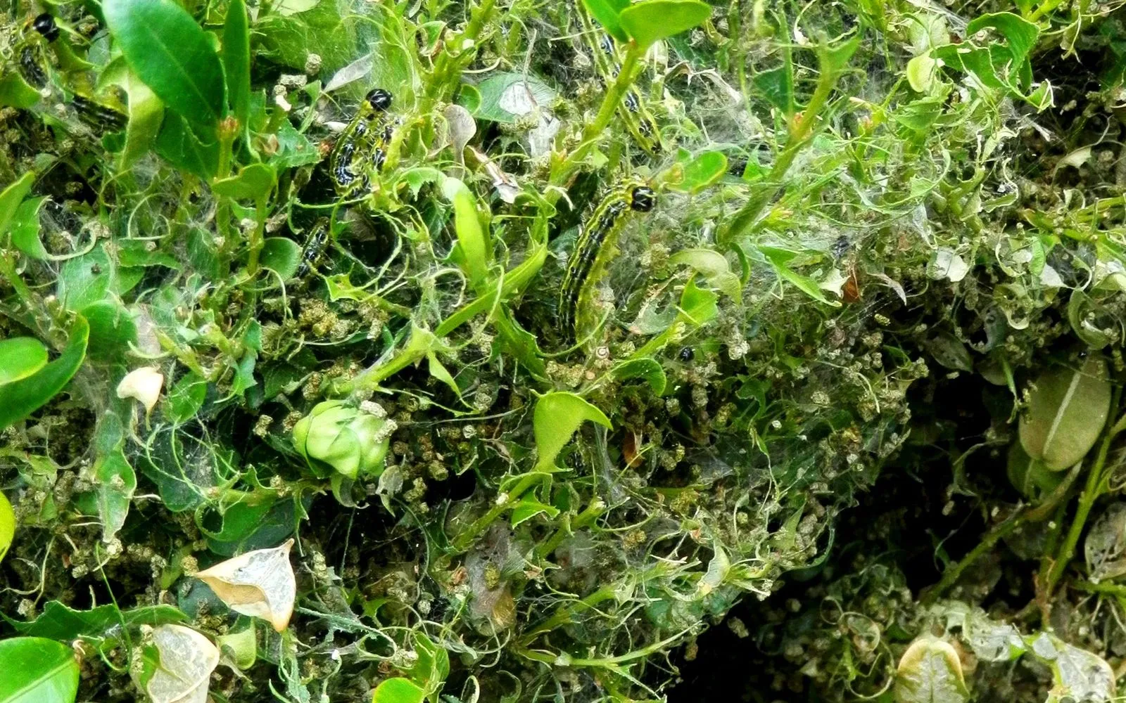 Box tree caterpillars feeding on box foliage, the leaves stripped and webbed with silk and frass