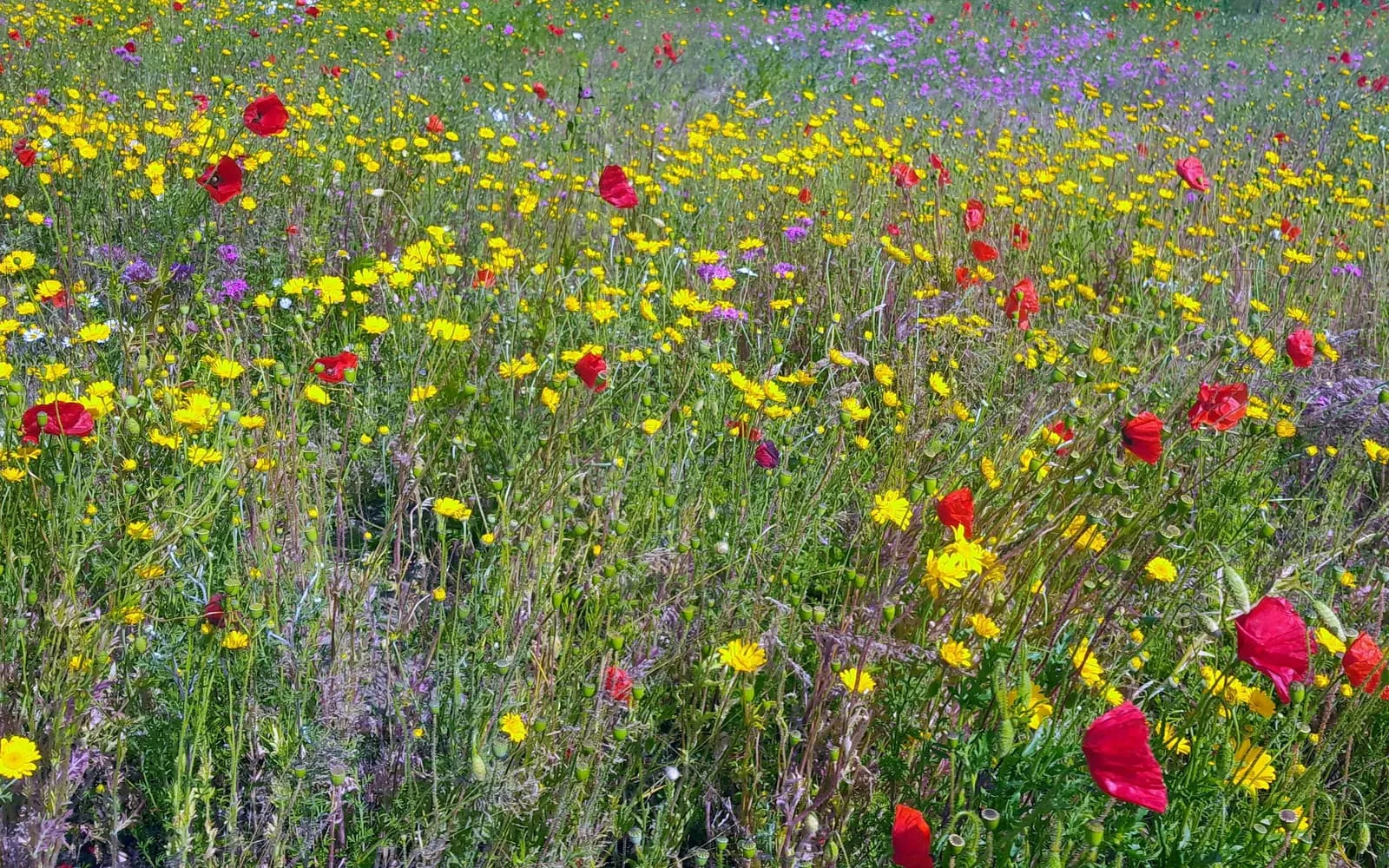 A dense summer meadow in full flower, with red poppies scattered among many small yellow daisy-like flowers and patches of pink and purple blooms