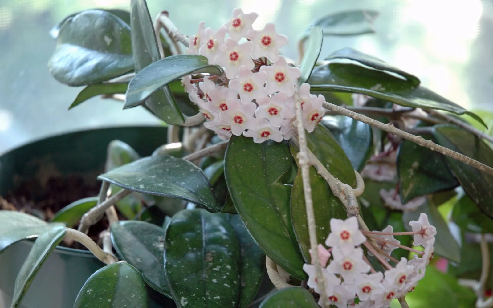 A rounded cluster of pale pink hoya flowers with red centres, each bloom looking moulded from wax, among thick dark green leaves