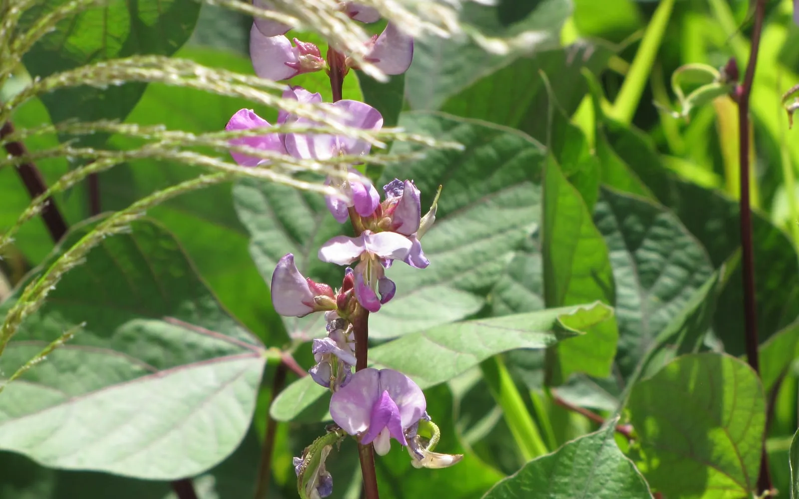 An upright hyacinth bean flower spike carrying purple and white flowers above trifoliate leaves