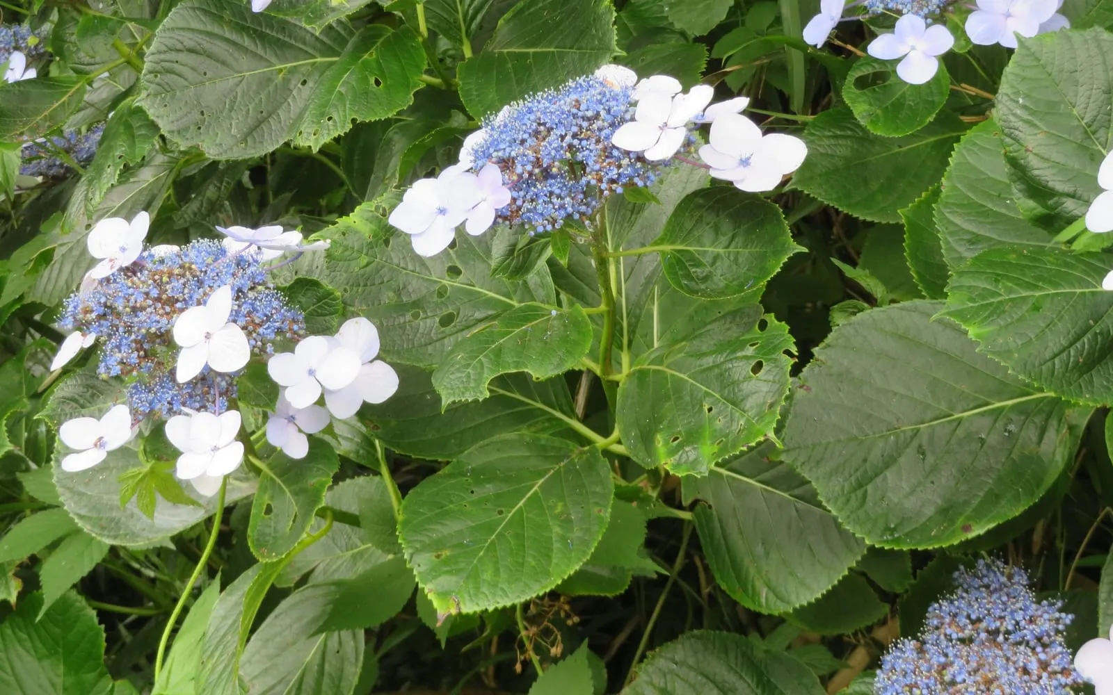 Blue and violet hydrangea flower heads in full bloom