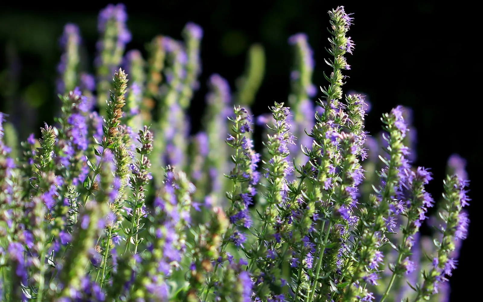 Deep blue-violet hyssop flower spikes against a dark background