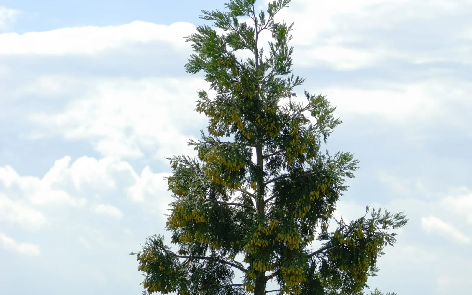 The narrow, densely columnar crown of an incense cedar against the sky, showing its flattened, scale-like foliage sprays