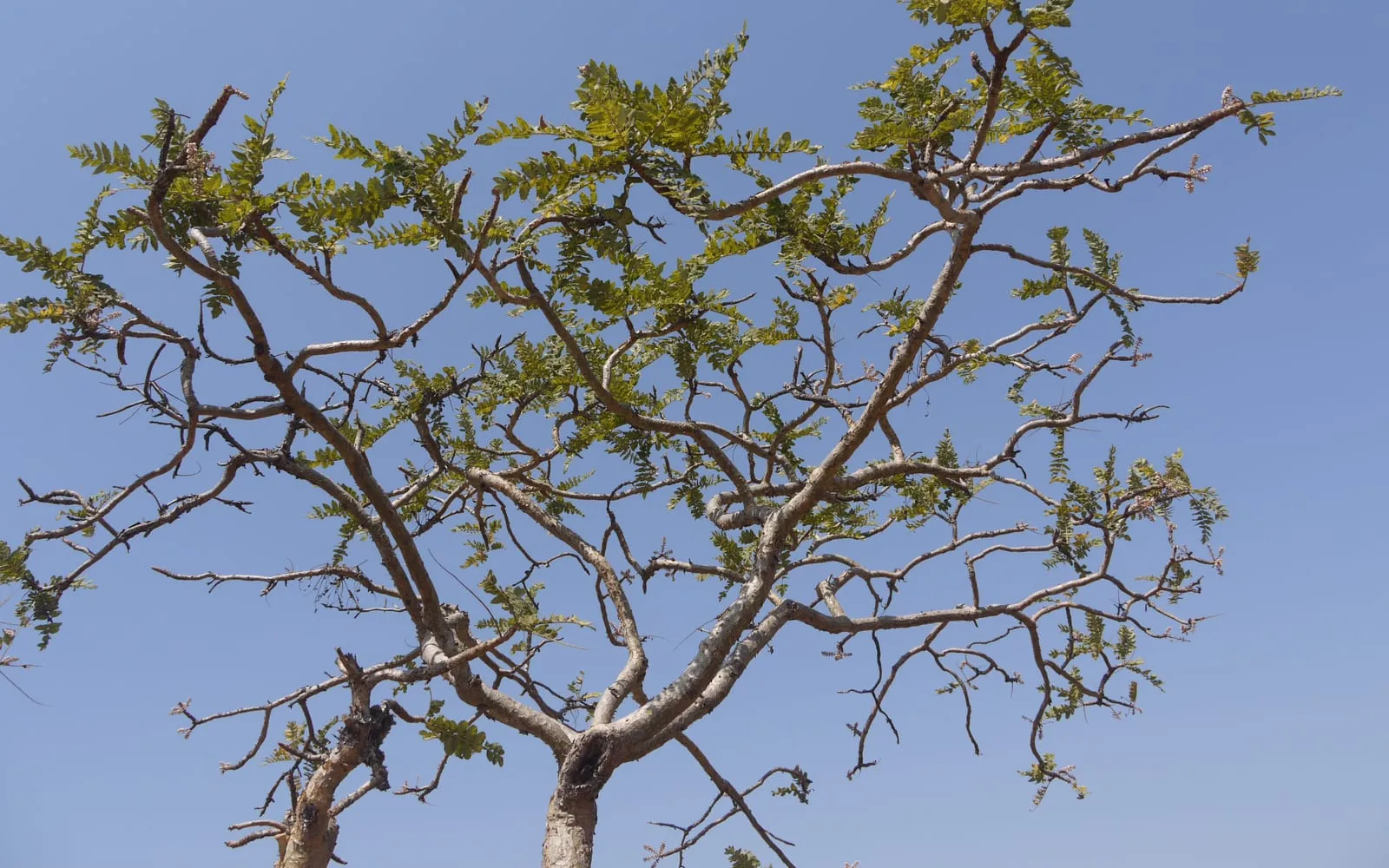 The thin, open crown of an Indian frankincense tree against a clear blue sky, showing pale, gnarled peeling branches and sparse pinnately compound leaves