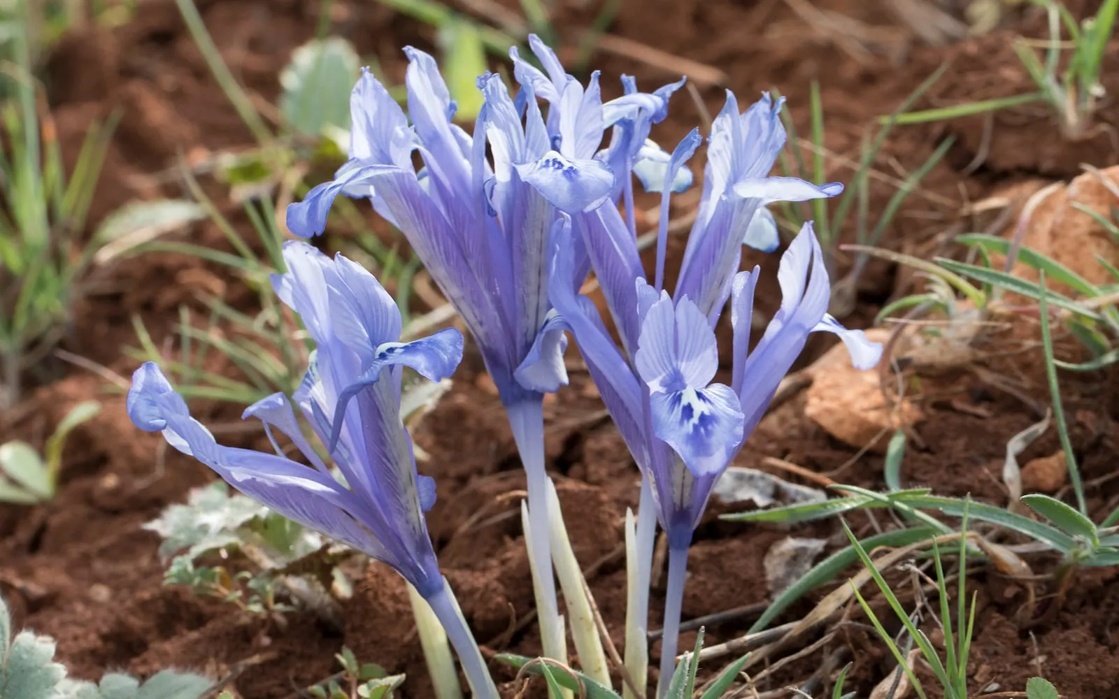 A cluster of pale blue dwarf irises in flower at ground level on bare red-brown soil, each bloom showing a darker blotch on the falls