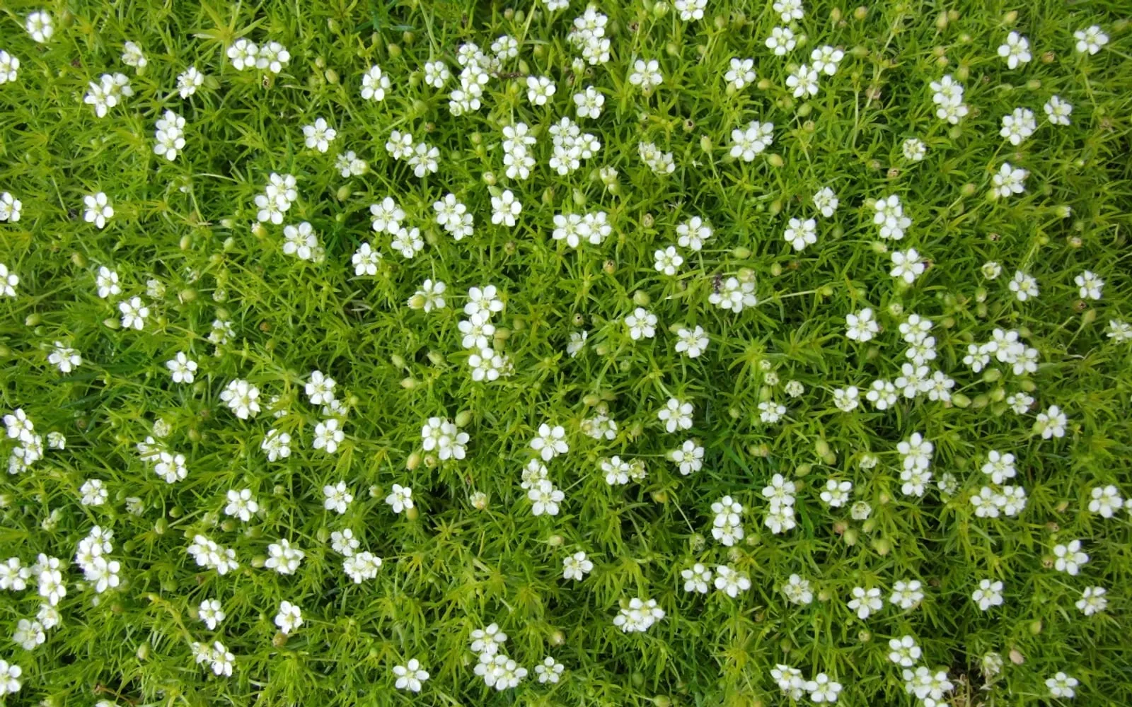 A dense mat of fine, awl-shaped Irish moss foliage scattered with small white five-petalled flowers.