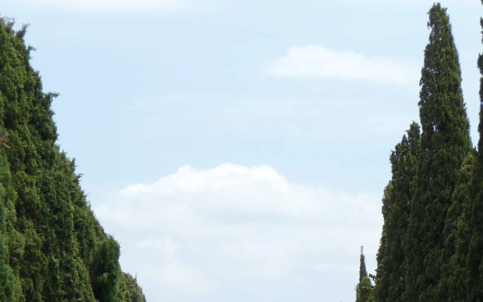 A road in Tuscany lined on both sides with tall, extremely narrow, columnar Italian cypress trees.