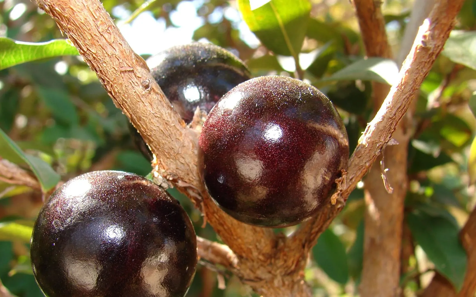 Purple-black jabuticaba fruit growing directly out of the woody trunk