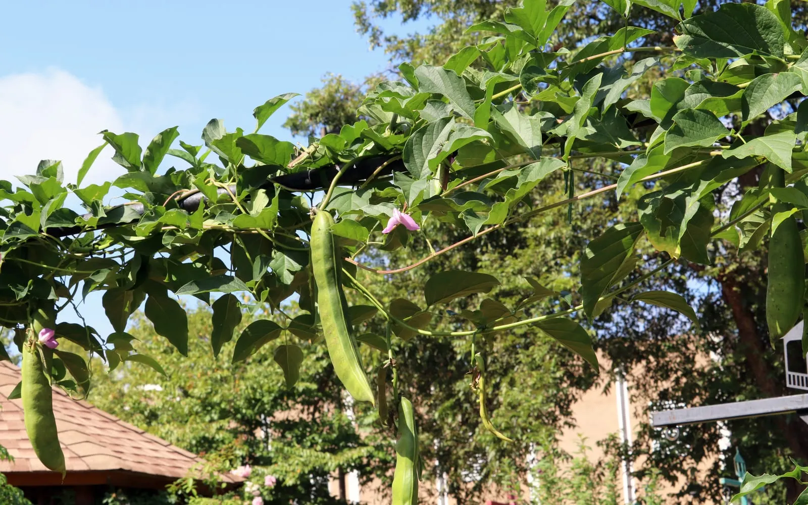 A jack bean vine on a pergola with long flat sword-shaped pods hanging from it