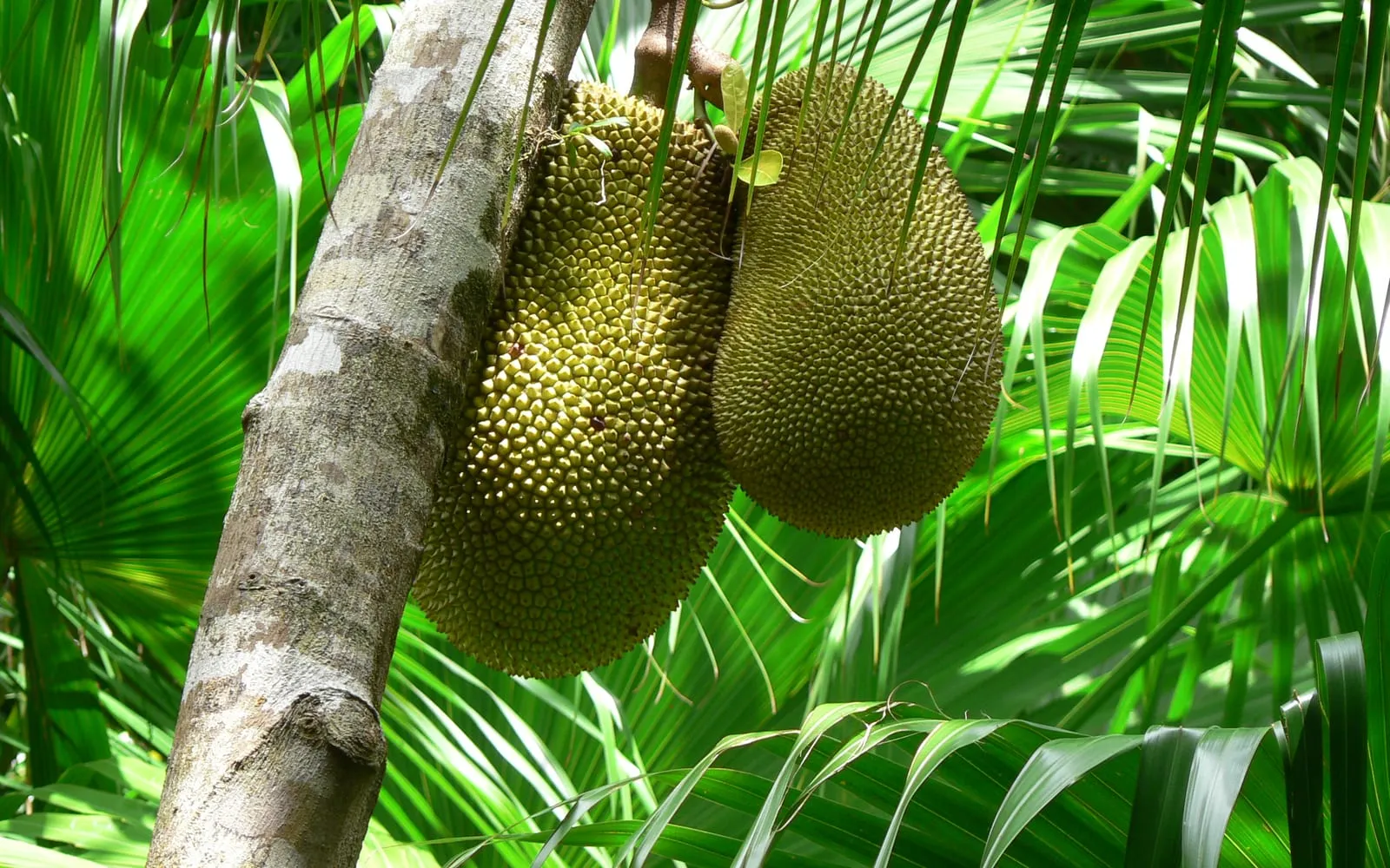 Two jackfruit hanging from the trunk, the rind covered in blunt hexagonal spines