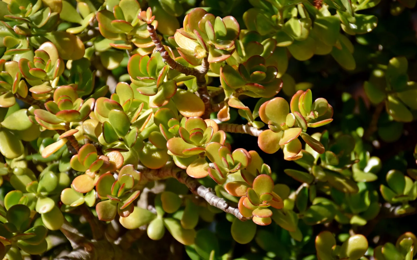 A mature jade plant with thick glossy oval leaves on woody stems