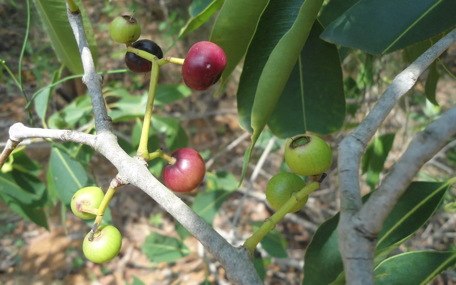 Jamun fruit at every stage from green through pink to deep purple-black