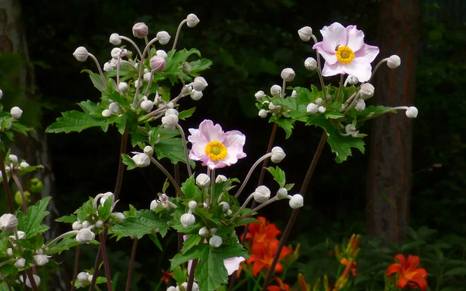 Pale pink Japanese anemone flowers with yellow centres among rounded white buds on tall wiry stems