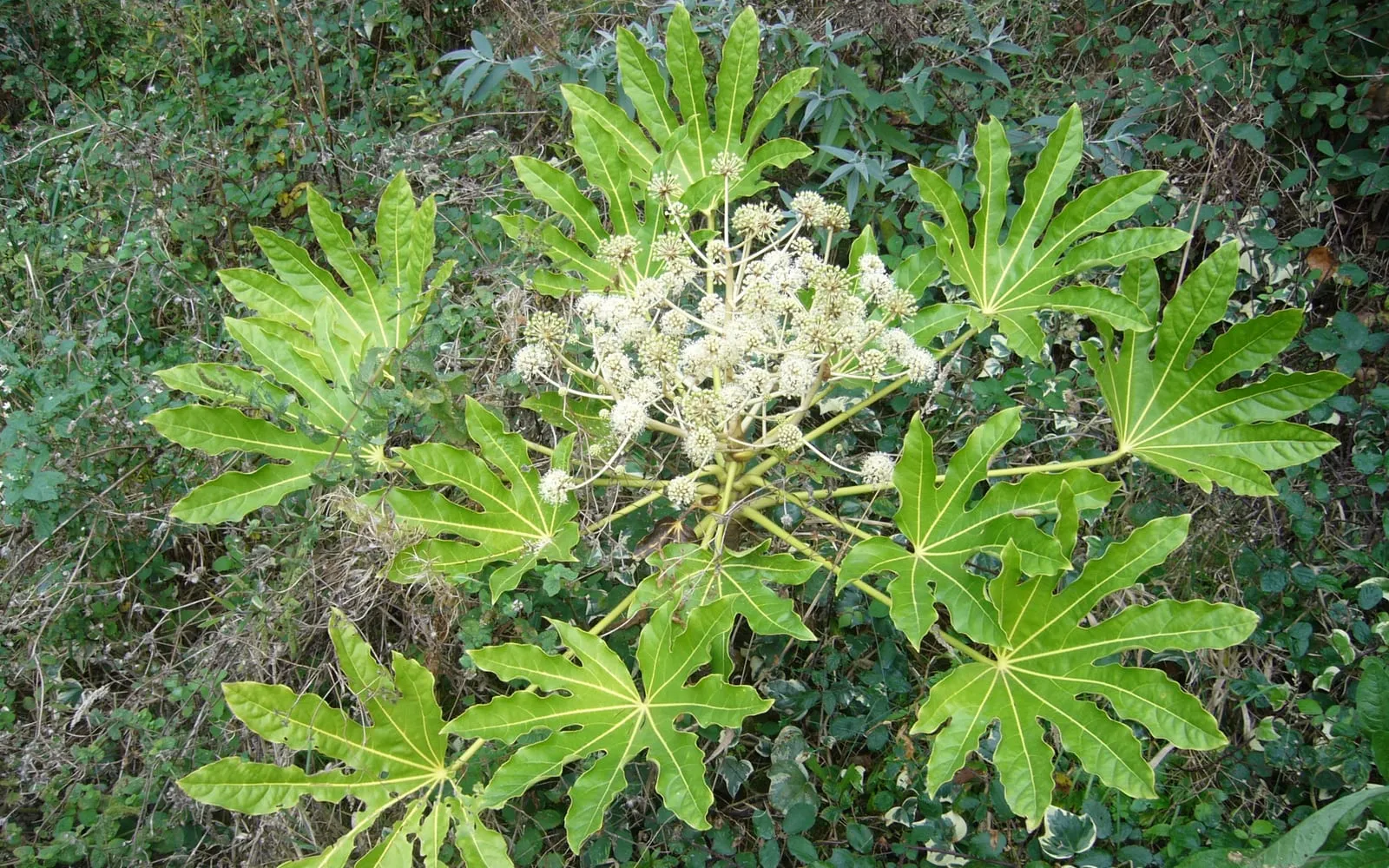 Large glossy palmate Fatsia leaves below a branched head of creamy white autumn flowers