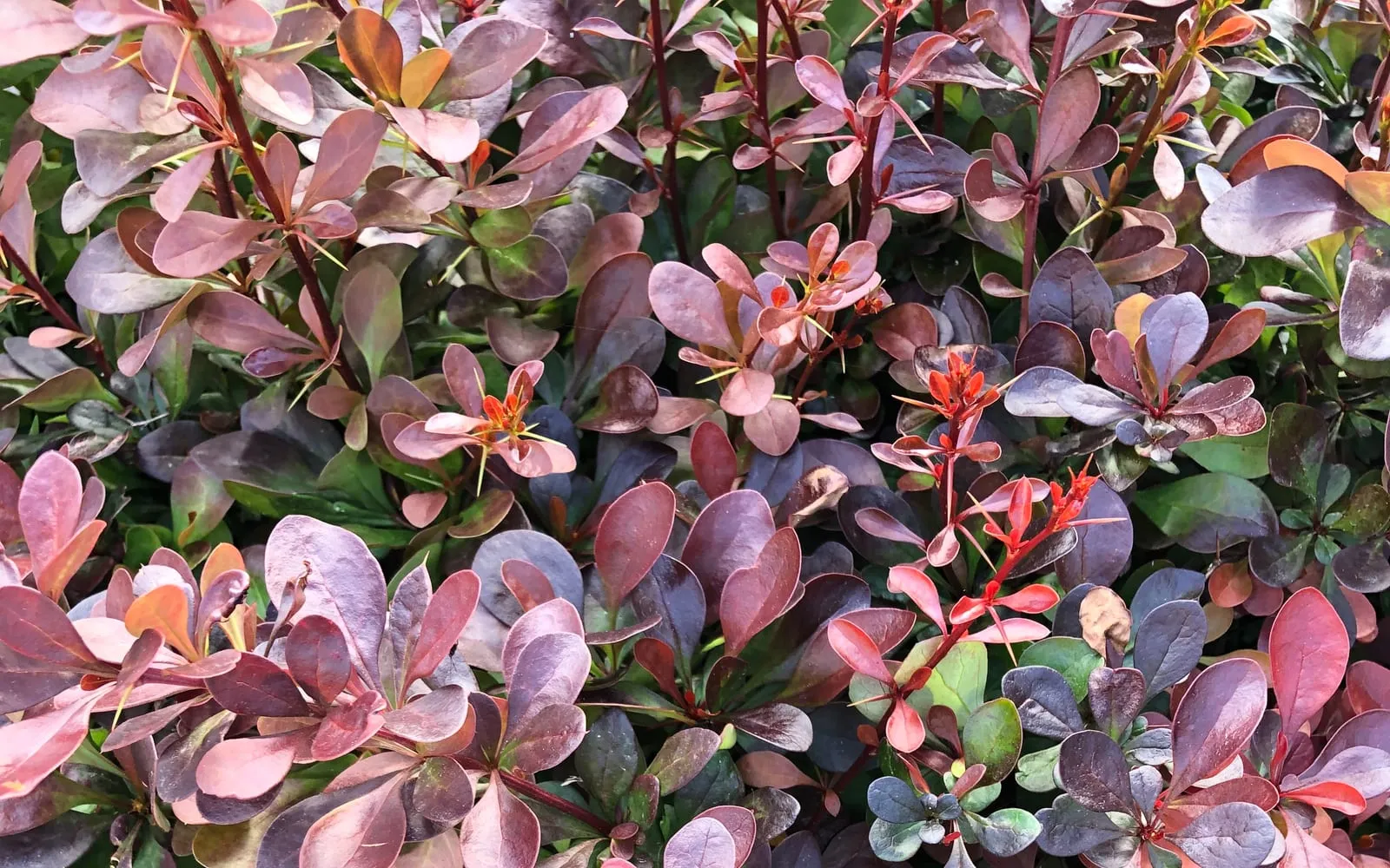 Dense purple-red foliage of a Berberis thunbergii 'Atropurpurea' shrub