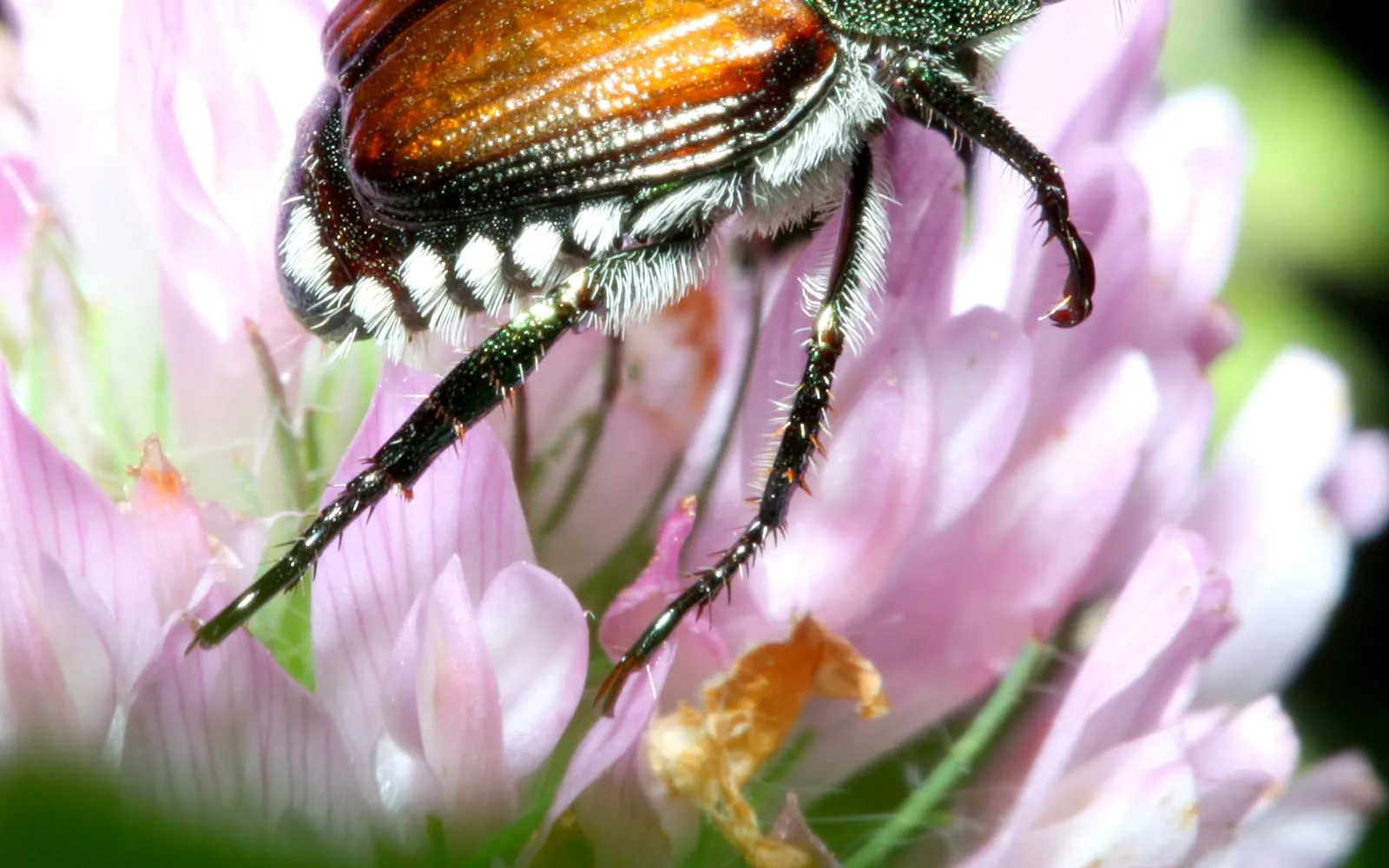 A metallic green beetle with coppery wing cases and small white tufts of hair along each side of the abdomen