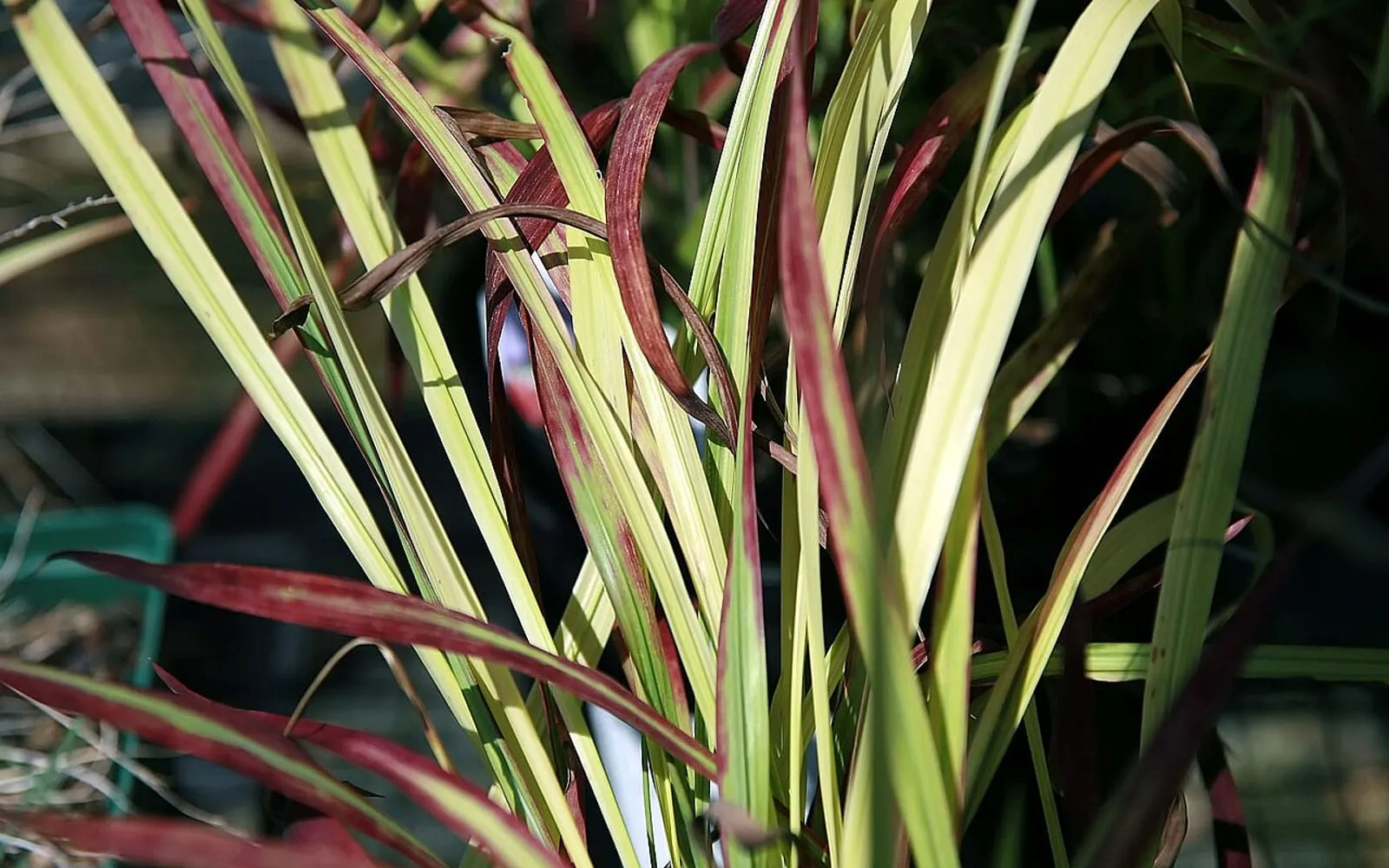 Blades of the 'Red Baron' cultivar of Japanese blood grass, green at the base and deepening to a vivid red toward the tip.