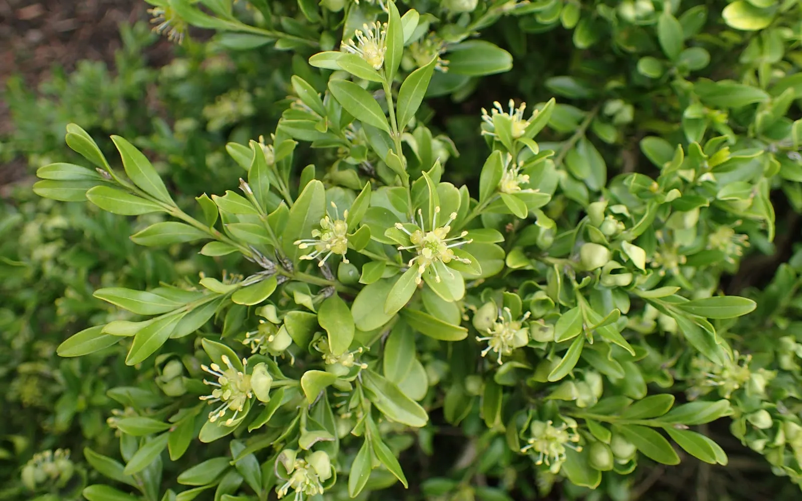 Dense small glossy box leaves with clusters of tiny pale yellow-green flowers along the shoots