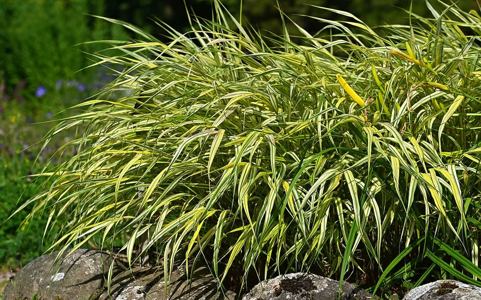 The cascading, one-sided mound of gold and cream variegated Hakonechloa macra 'Aureola' foliage.