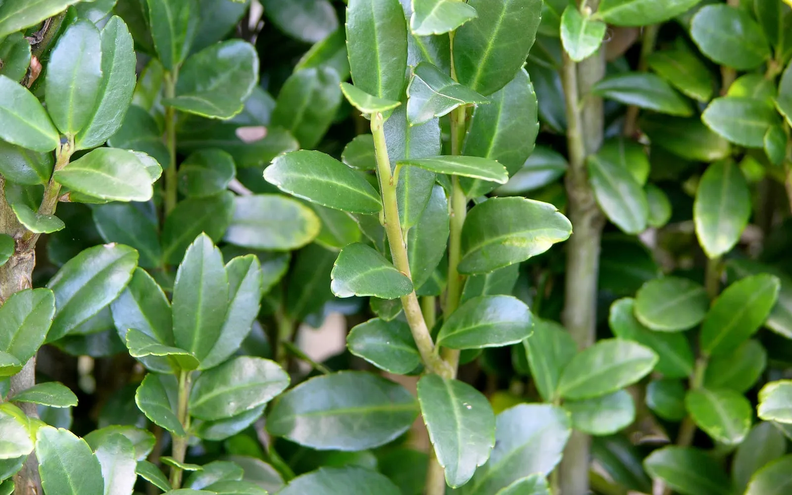 Small glossy oval Japanese holly leaves set alternately along upright green stems