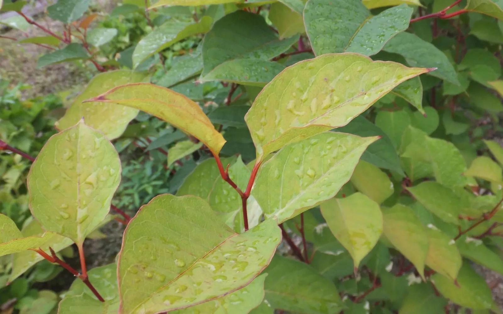 Japanese knotweed foliage showing shield-shaped leaves with flat bases arranged alternately in a zig-zag along red-purple stems