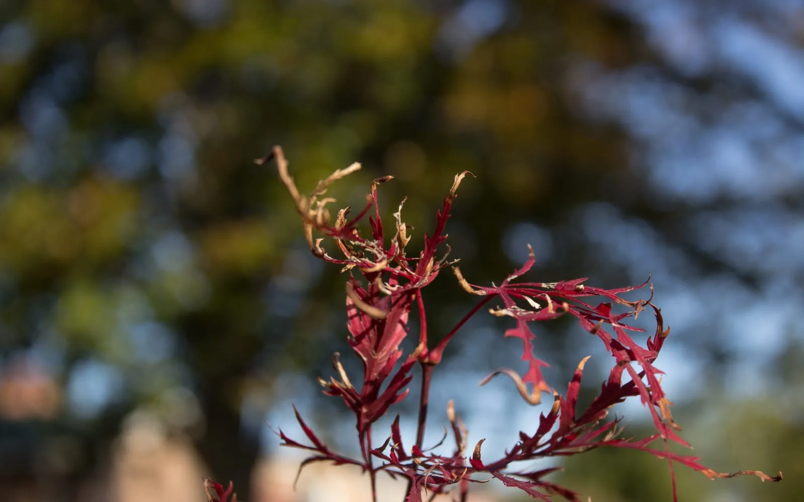 Japanese maple leaves turning brilliant red and orange in autumn