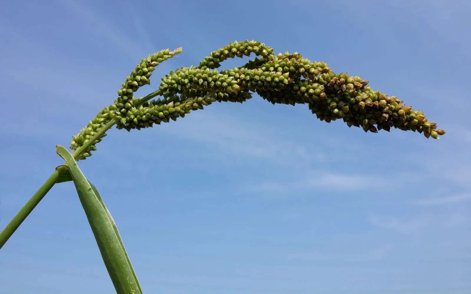 A Japanese millet panicle, compact and bronze-tinged, arching over against a blue sky