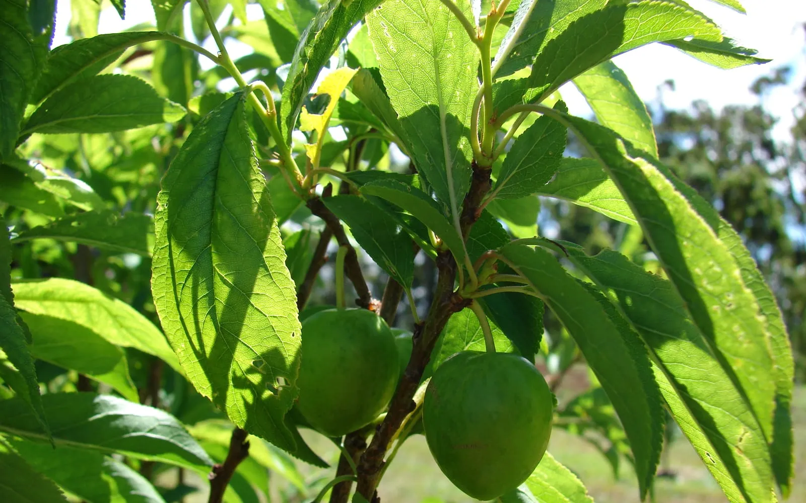 Japanese plum fruit developing on a branch among glossy leaves