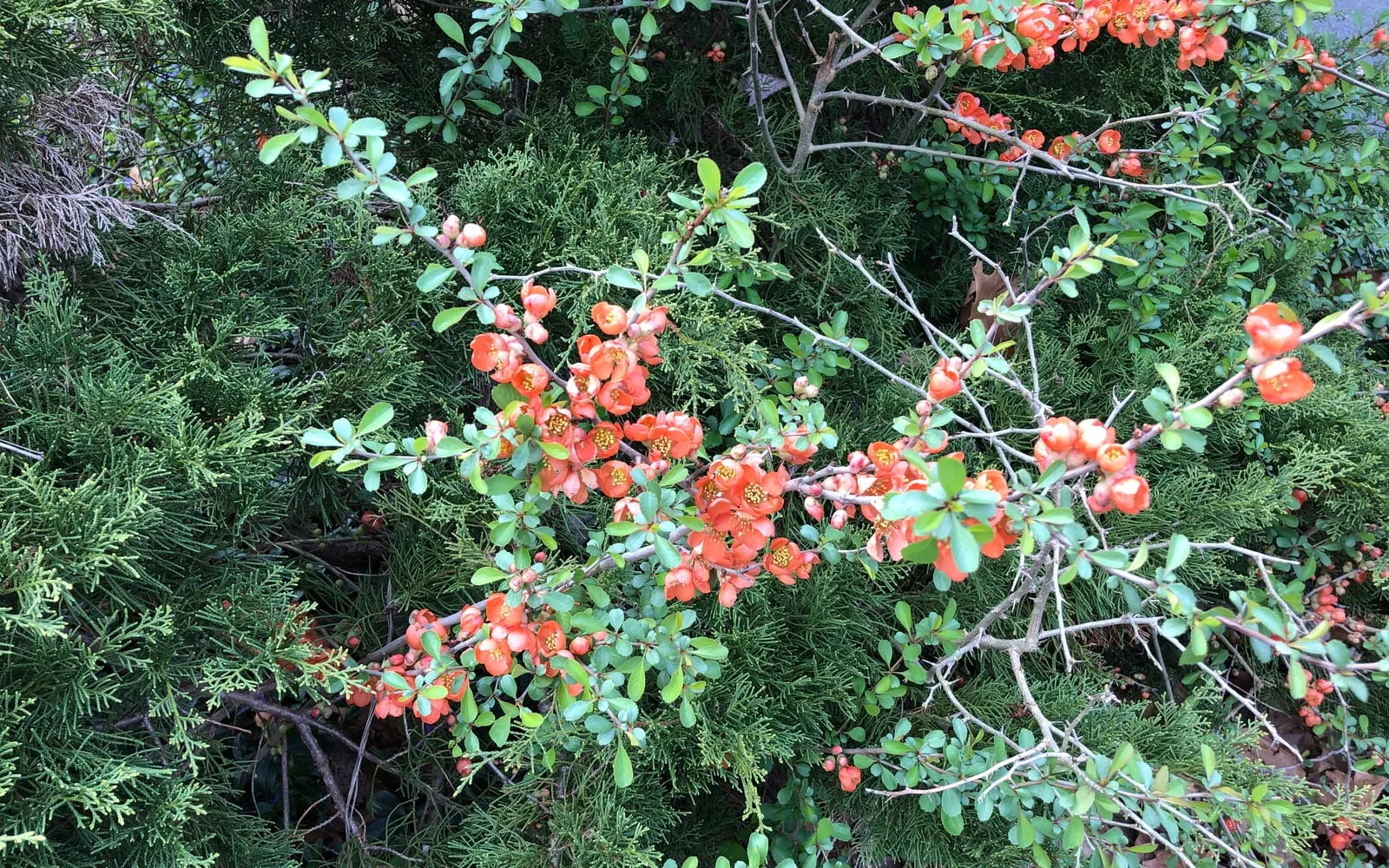 Scarlet Japanese quince flowers massed on bare thorny wood