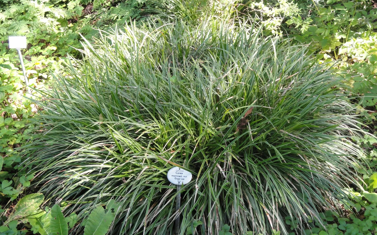 A dense, arching mound of dark green Japanese sedge foliage in a shaded border