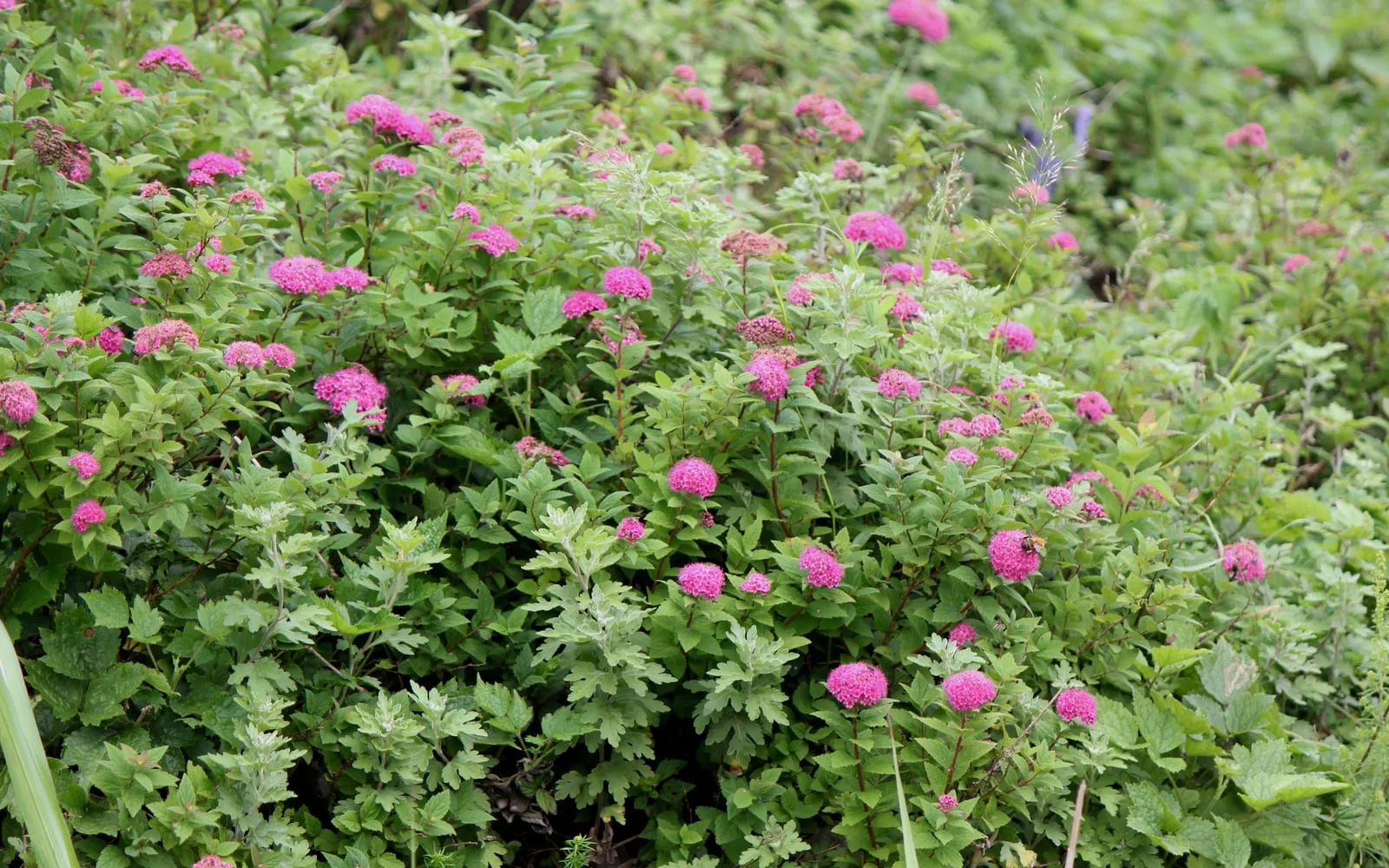A wild Japanese spiraea shrub covered in flat-topped clusters of small pink flowers among serrated green leaves