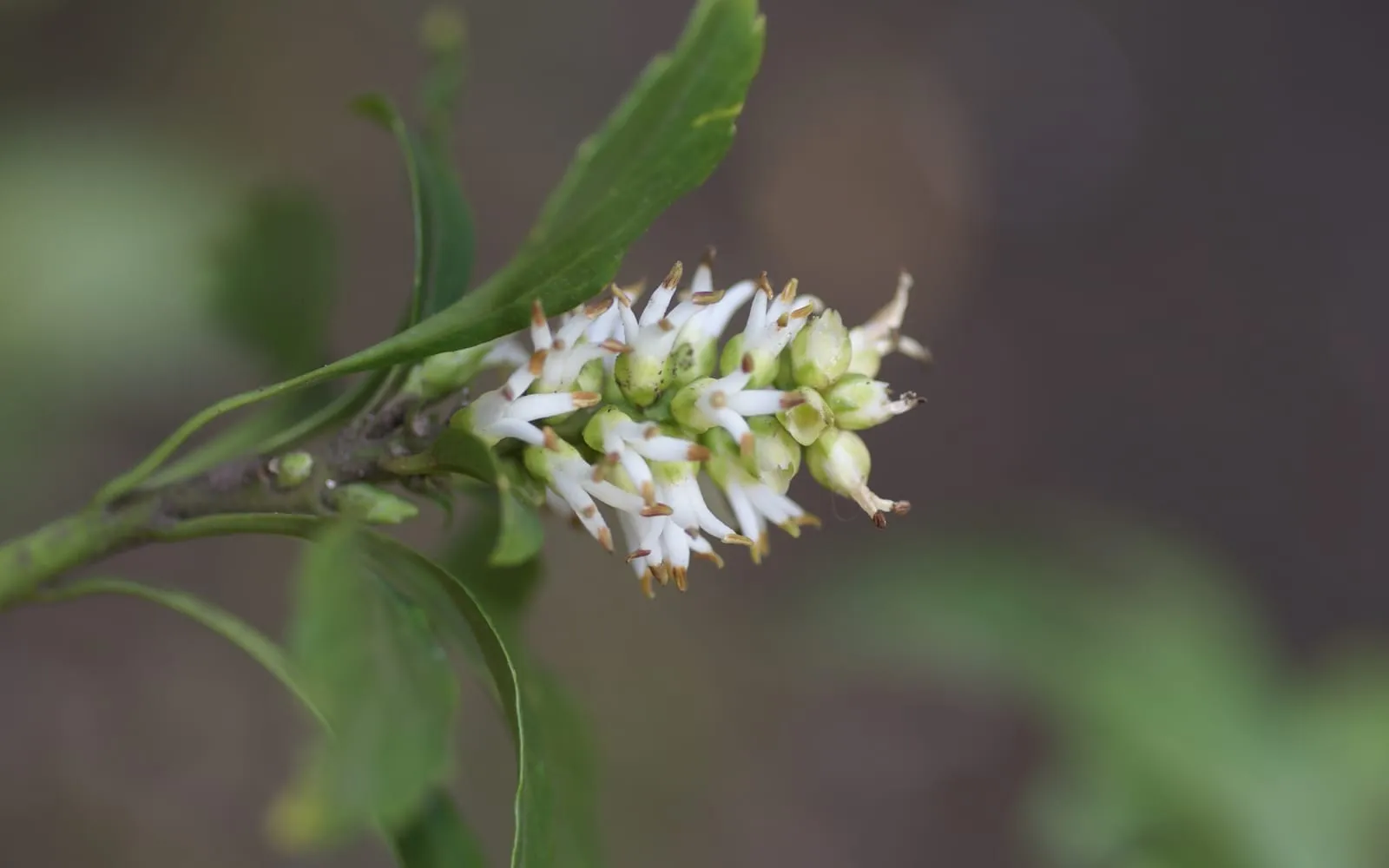 A cluster of small white flower spikes at the tip of a Japanese spurge stem, surrounded by glossy dark green leaves with coarsely toothed tips.