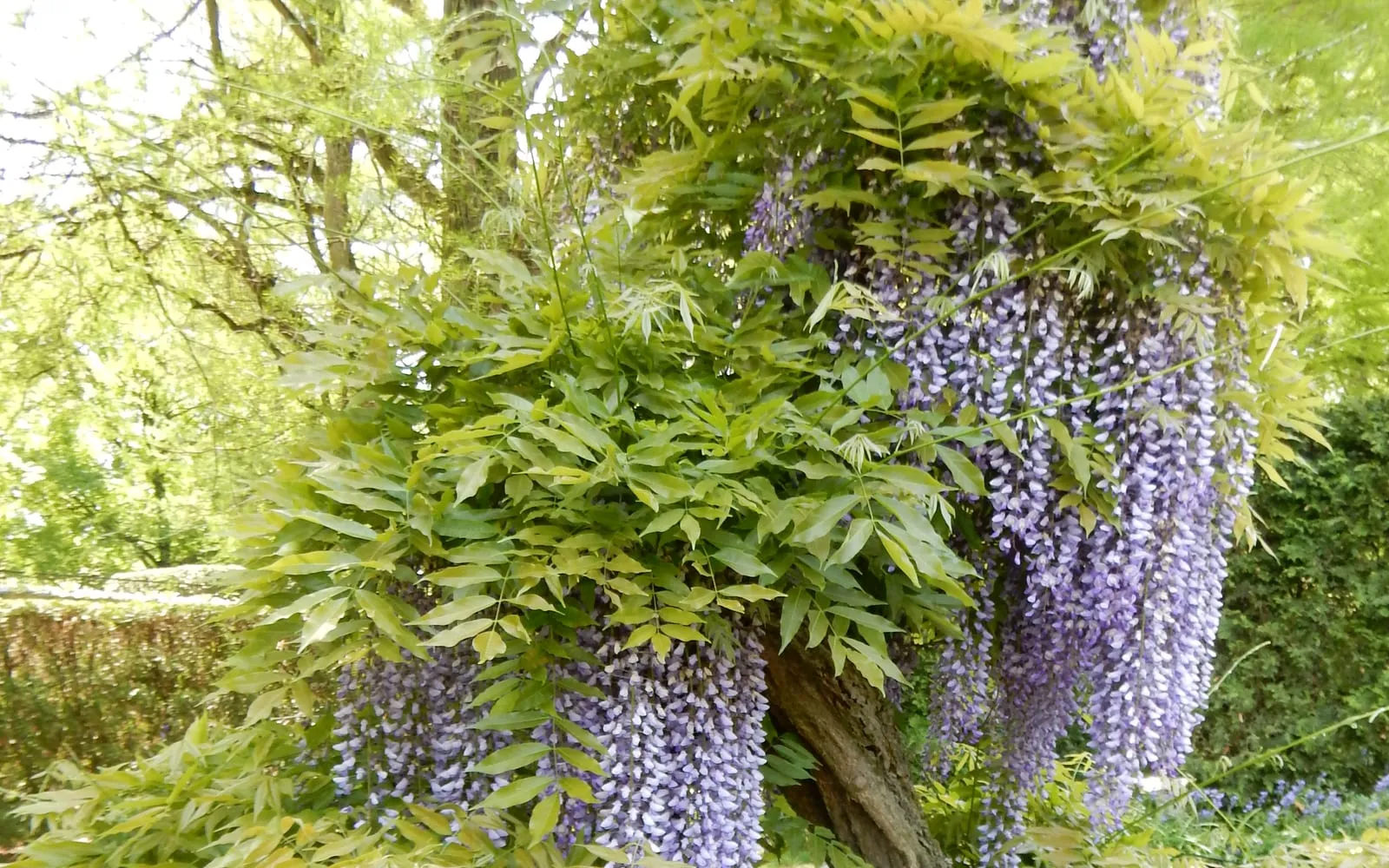 Long, trailing violet-blue wisteria racemes hanging beneath pinnate foliage on a mature vine