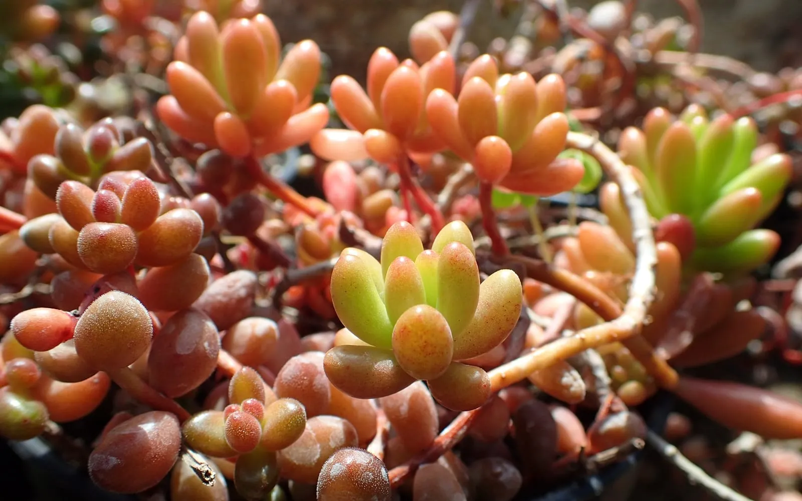 Close-up of jelly bean plant leaves, bean-shaped and ranging from green through orange to deep red where the sun has coloured them