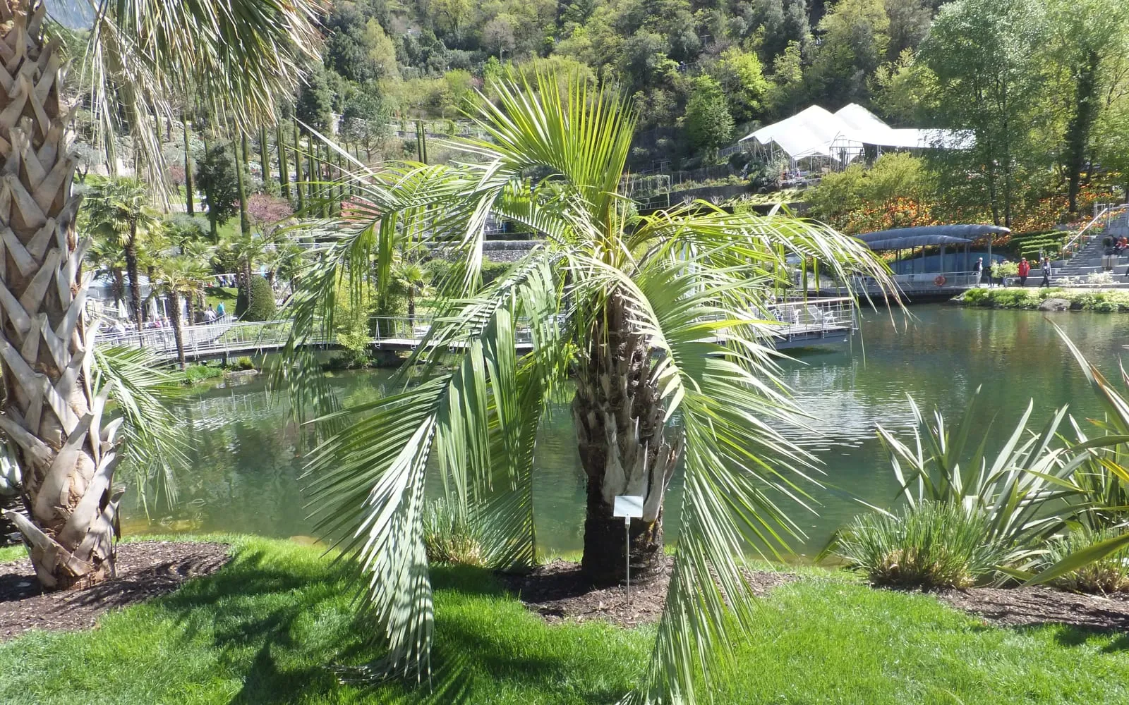 A jelly palm with arching, silvery-blue feathered fronds beside a garden pond