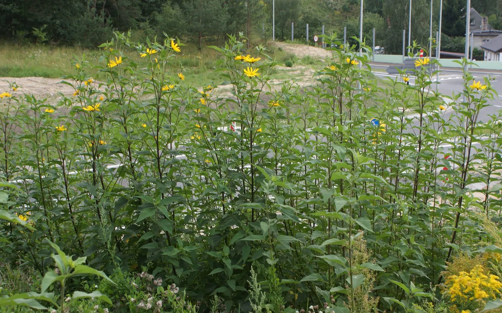 A tall stand of Jerusalem artichoke in flower on rough ground, yellow daisy heads held well above head height