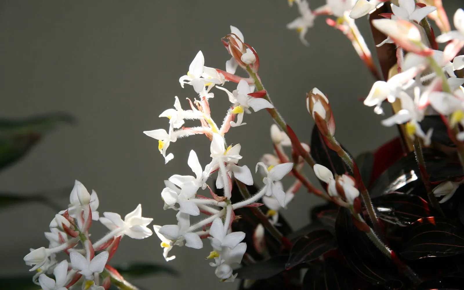 Jewel orchid in flower, dark velvety leaves with fine reddish veins behind spikes of small white flowers with a yellow-marked lip