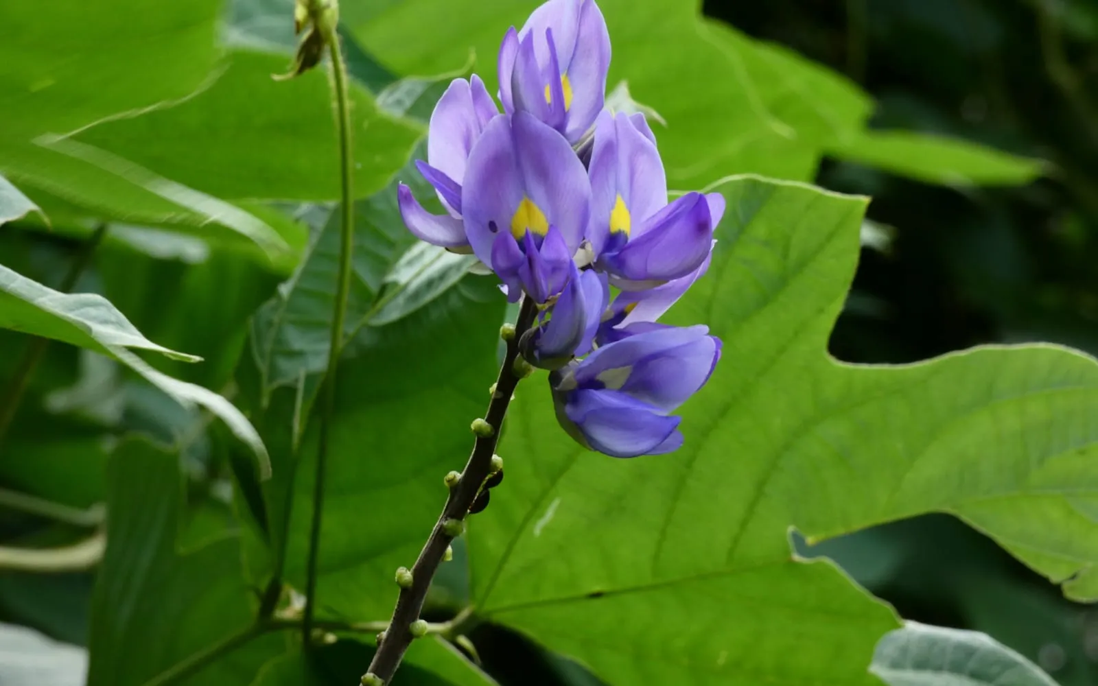 A violet-blue jicama flower spike standing above the broad trifoliate leaves