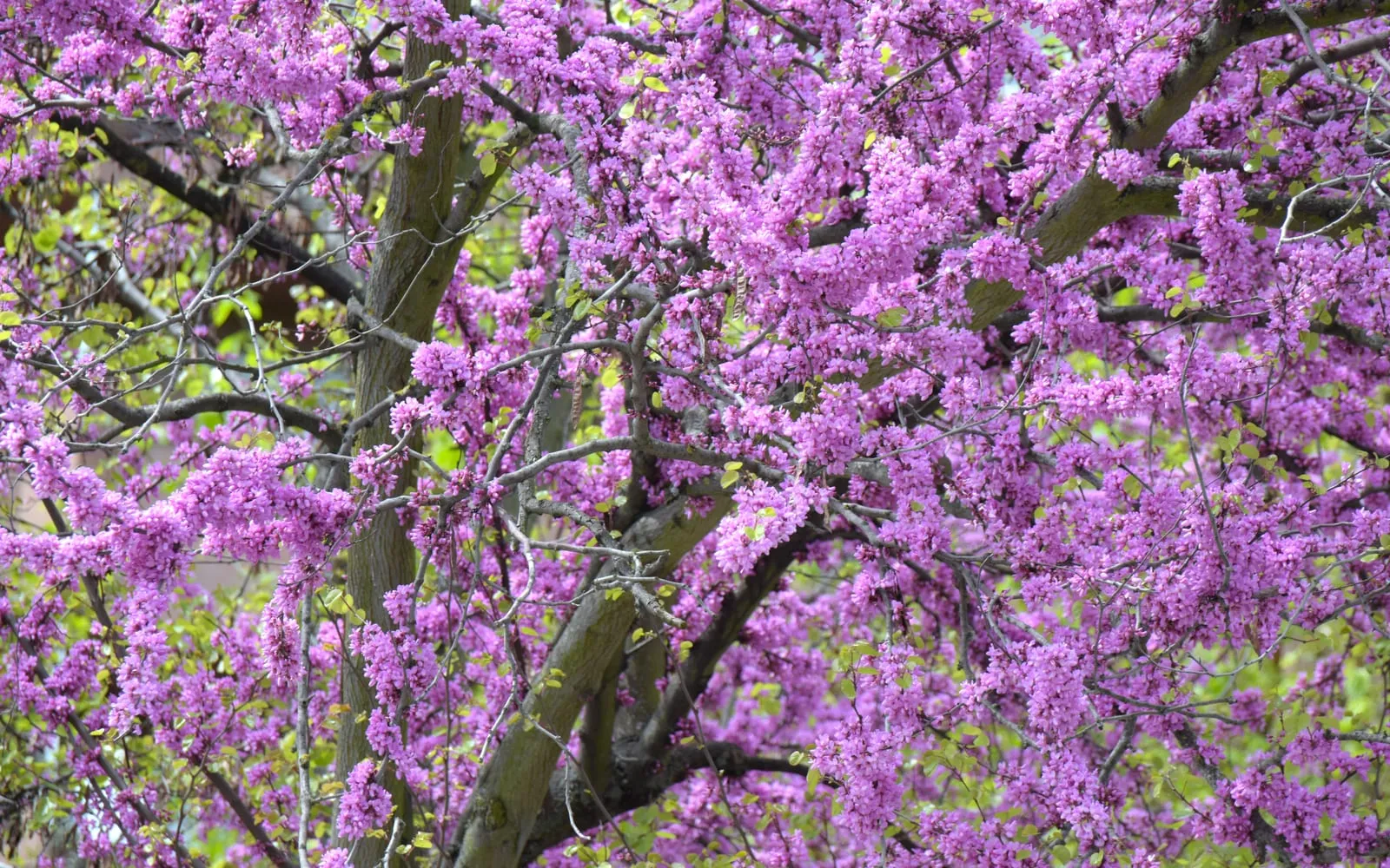 A multi-stemmed Judas tree with its branches and trunk densely covered in clusters of rosy-purple flowers