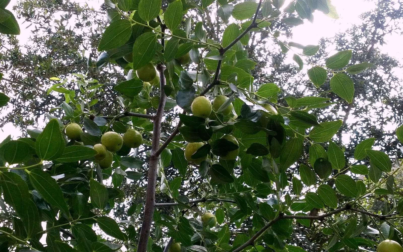 Jujube fruit on the tree among glossy three-veined leaves