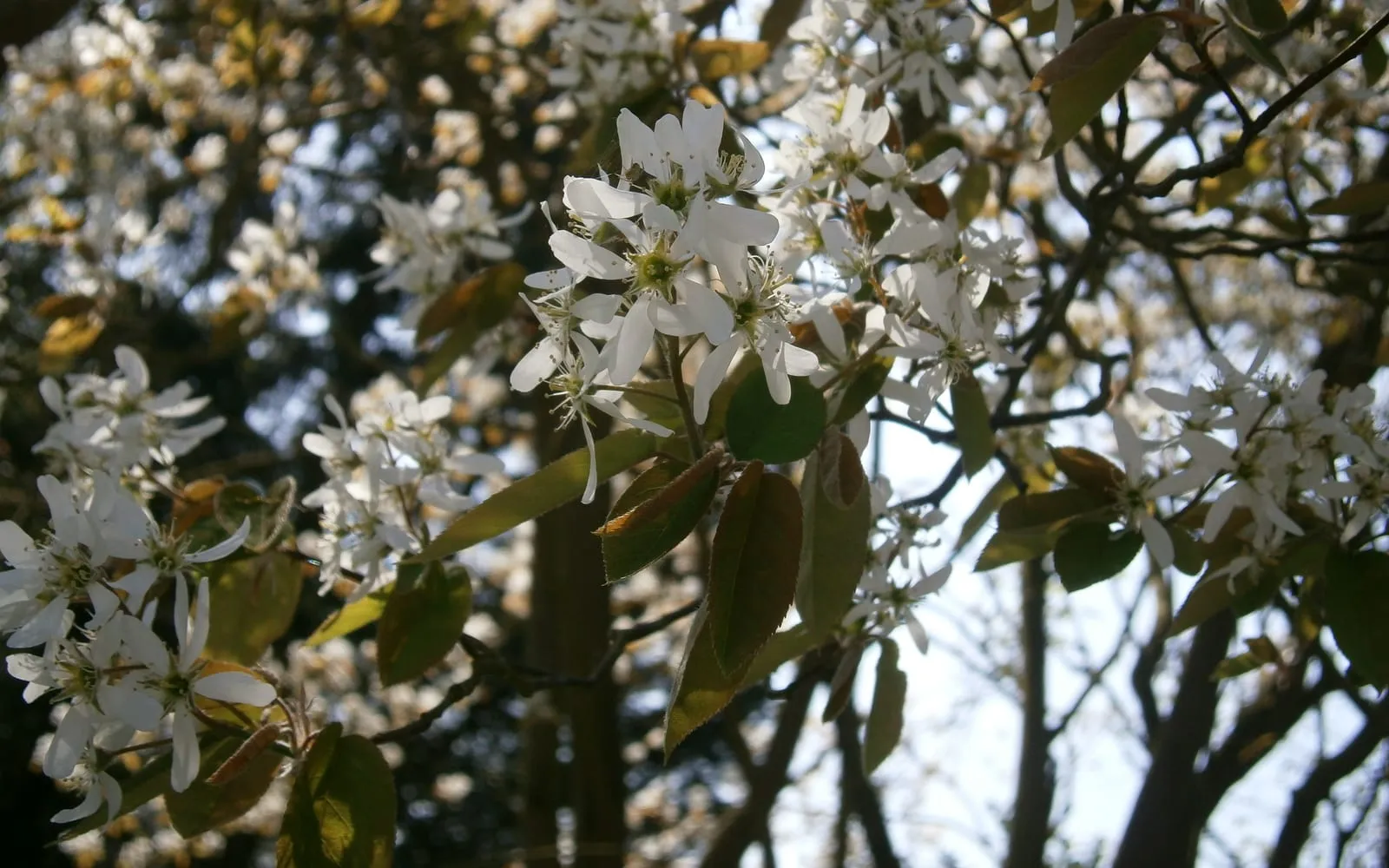 Juneberry in full white blossom with coppery young leaves