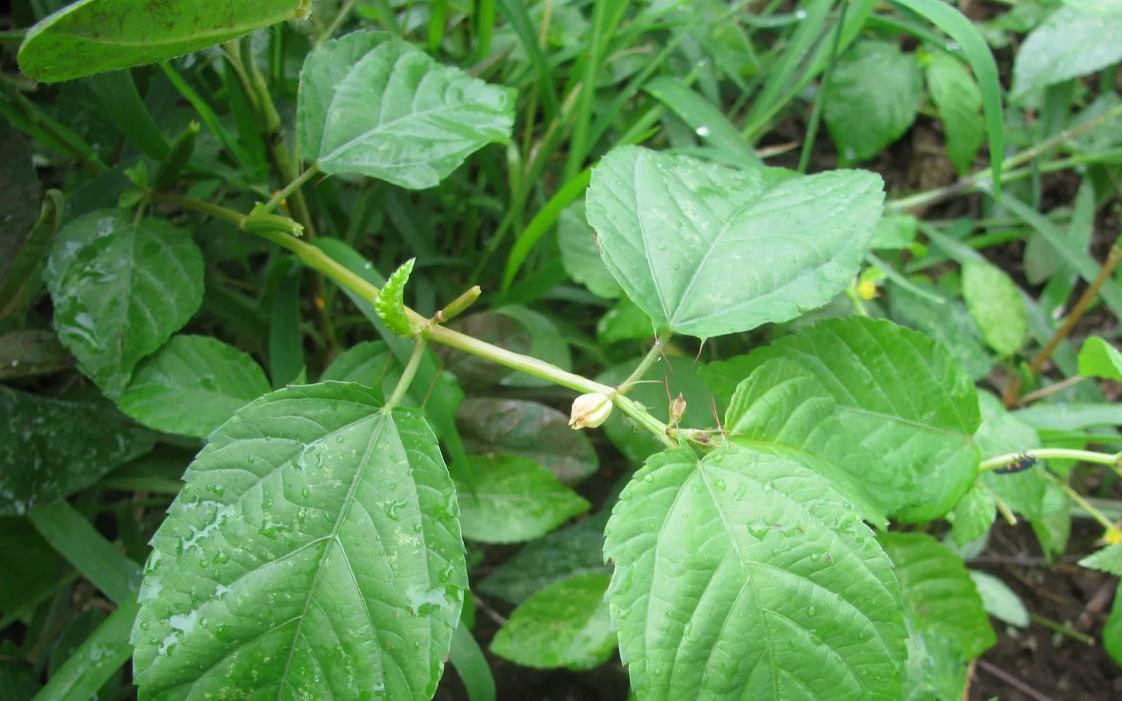 A jute mallow shoot with toothed oval leaves and a small yellow flower