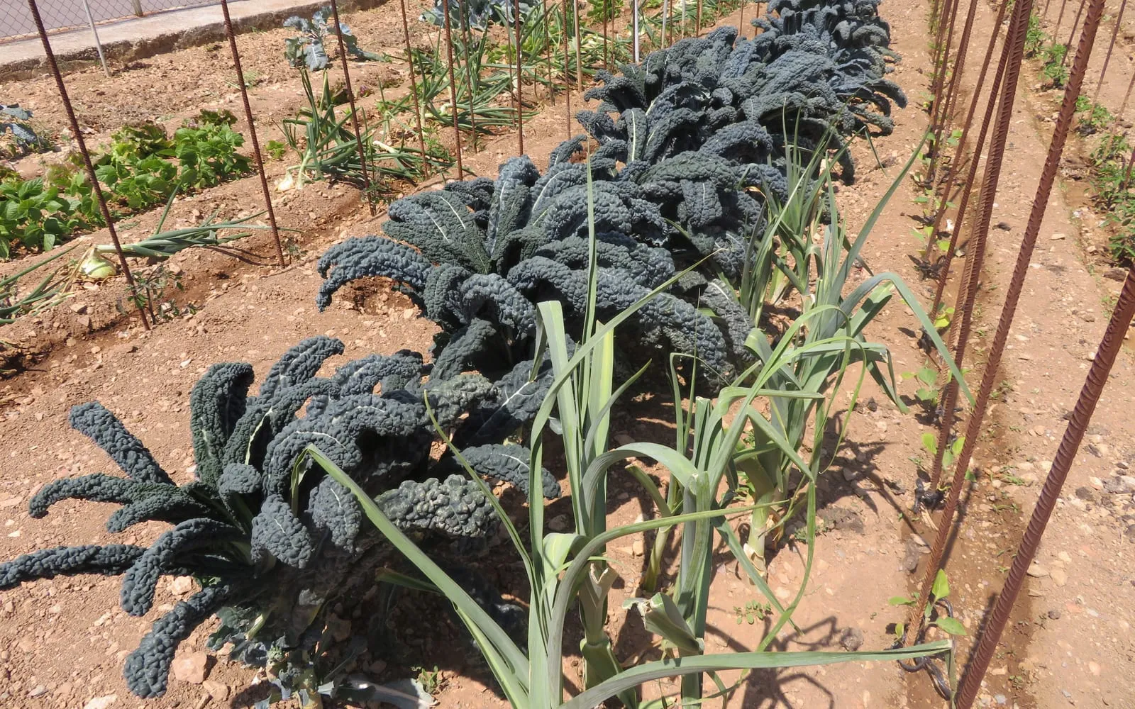 A row of dark blistered cavolo nero kale in a vegetable garden beside growing leeks