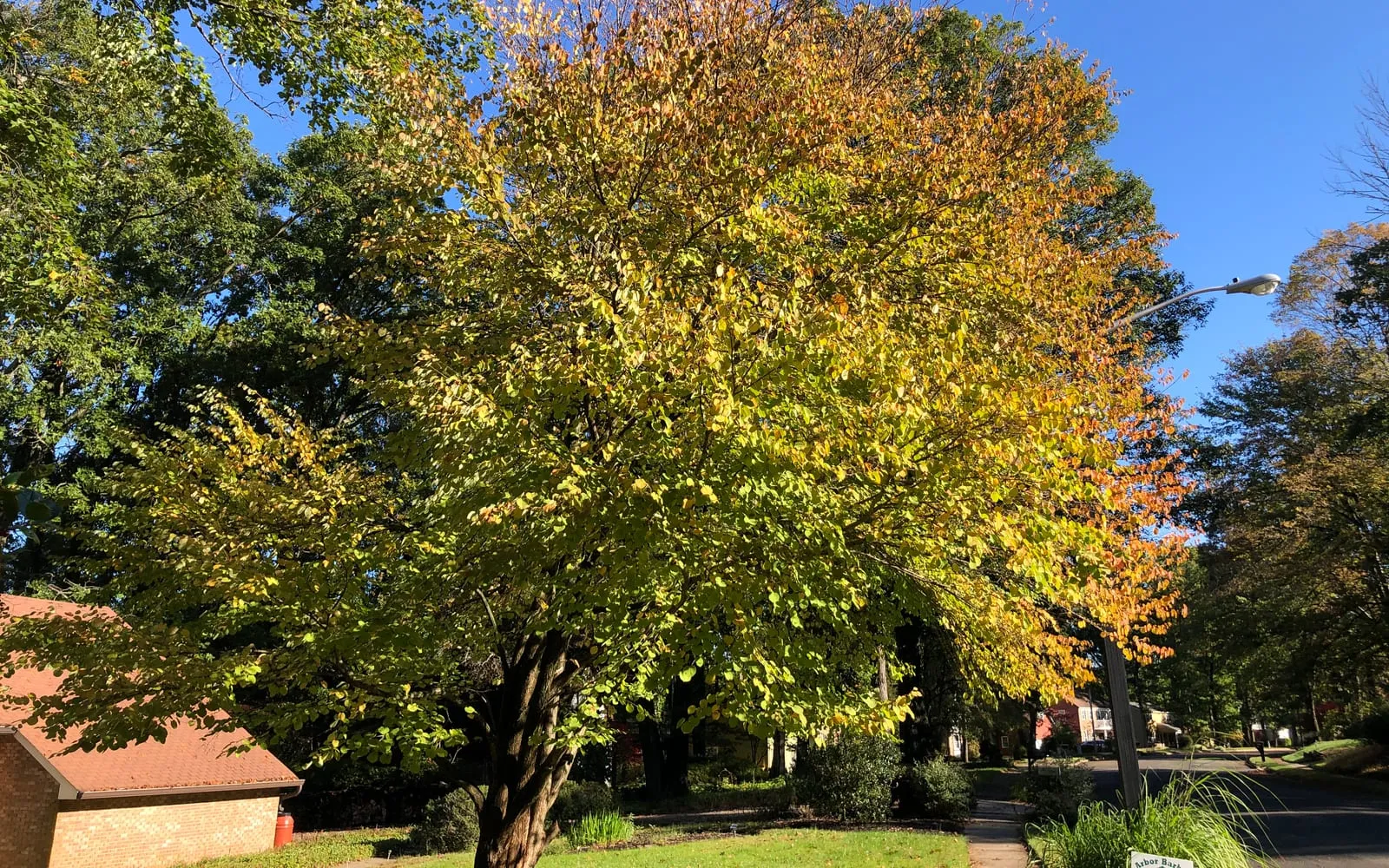 A broad, multi-stemmed katsura tree with its whole canopy turned gold, apricot and orange in autumn
