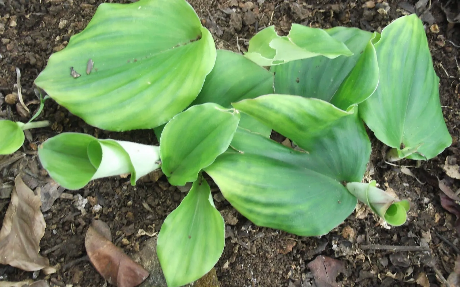 Aromatic ginger rosettes, the flat rounded leaves lying on the soil surface