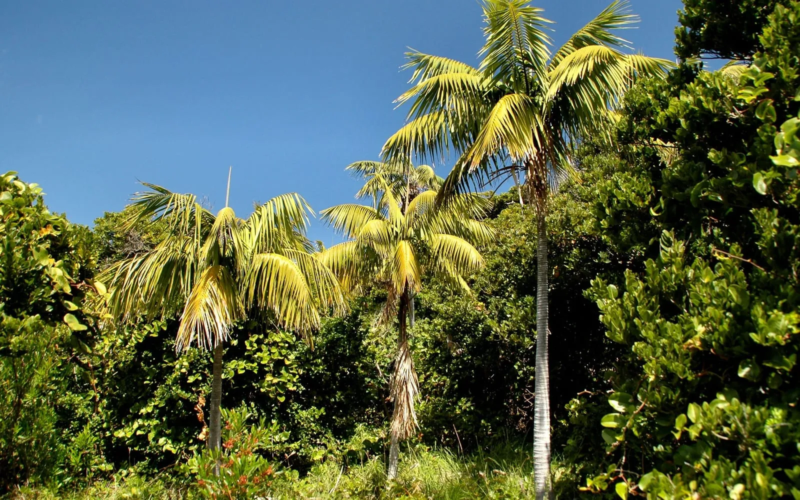 Kentia palms growing wild on Lord Howe Island, their arching feathered fronds on slender ringed trunks against a blue sky