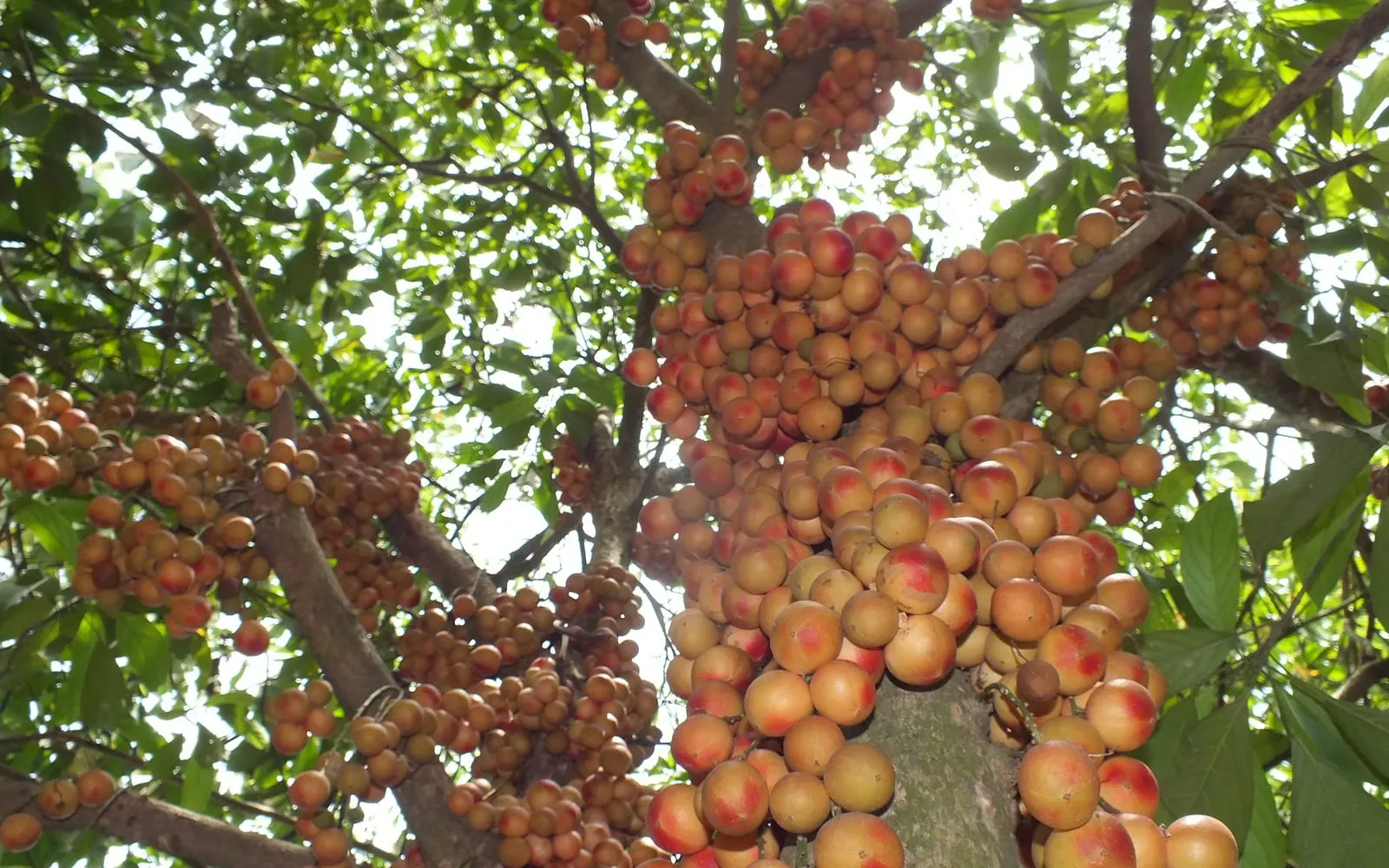 A Baccaurea tree in heavy fruit, with round orange and red-blushed fruit packed in dense clusters along the trunk and branches