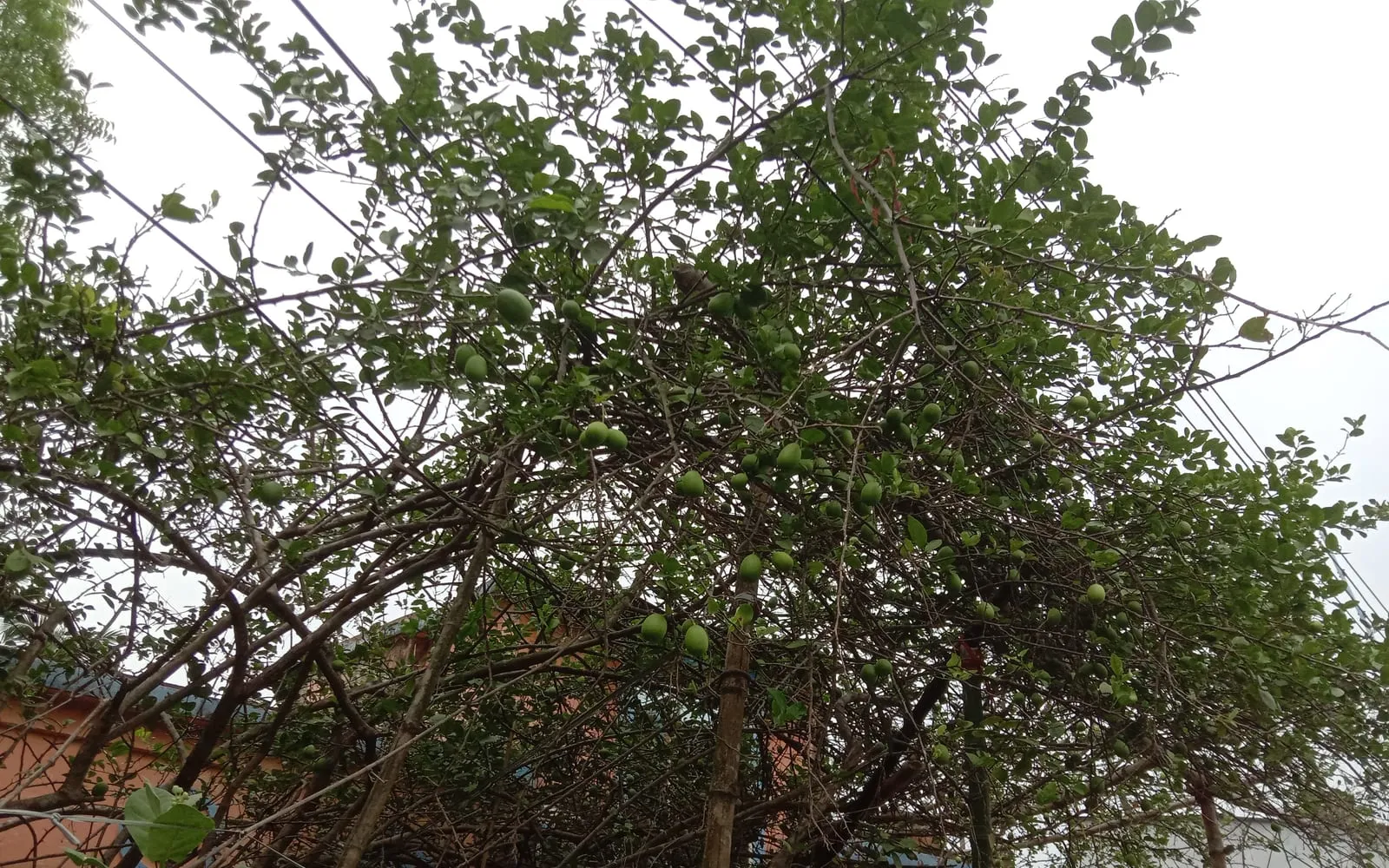 A key lime tree loaded with small green limes