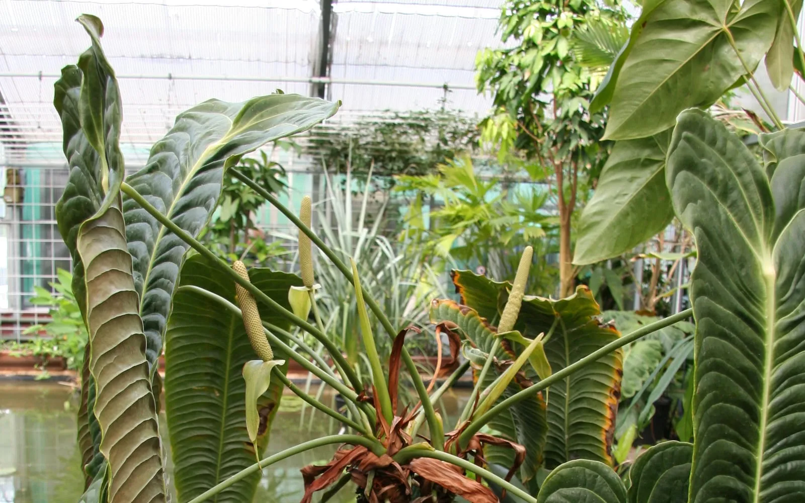 Long, deeply corrugated pendant Anthurium veitchii leaves beside pale cream flower spikes in a greenhouse